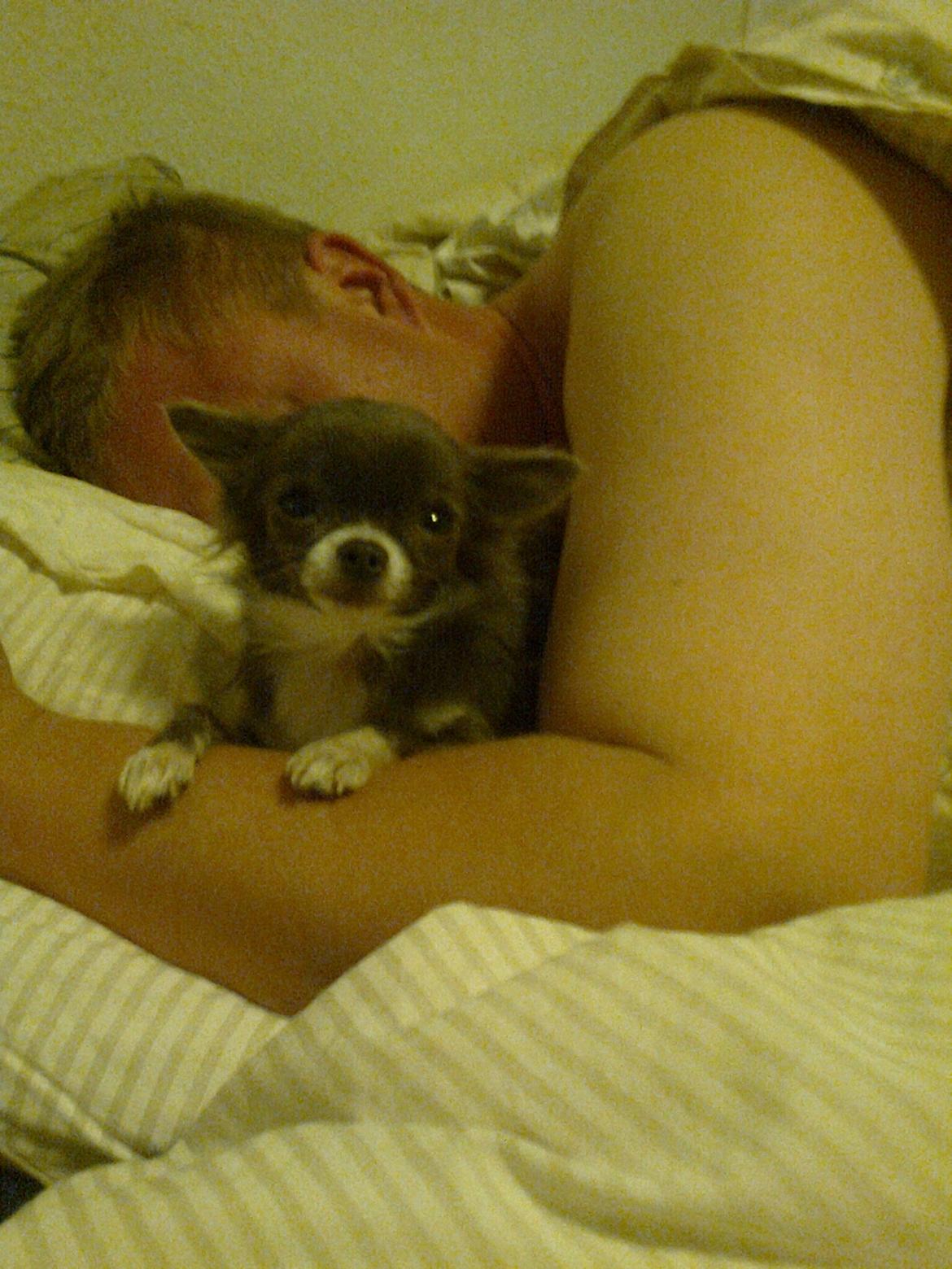 Chihuahua Shining Buster billede 13