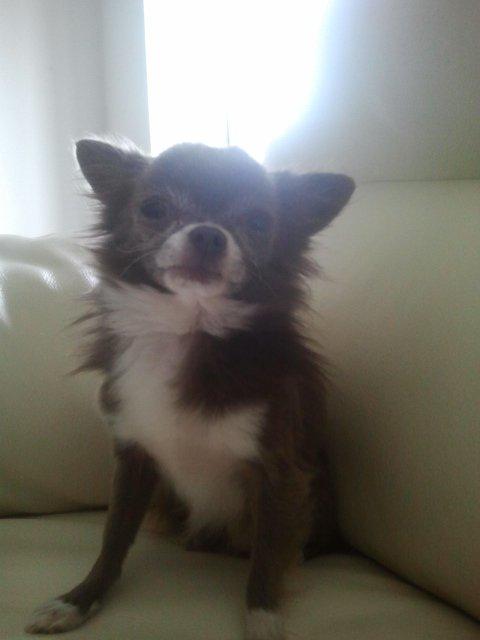 Chihuahua Shining Buster billede 2