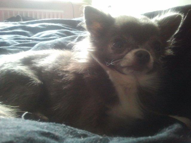 Chihuahua Shining Buster billede 14