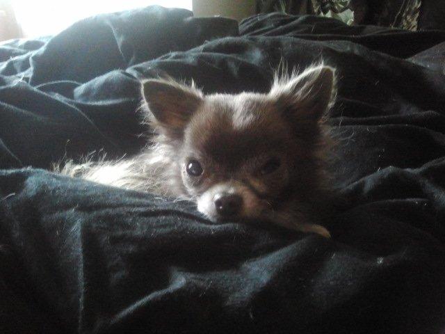 Chihuahua Shining Buster billede 15