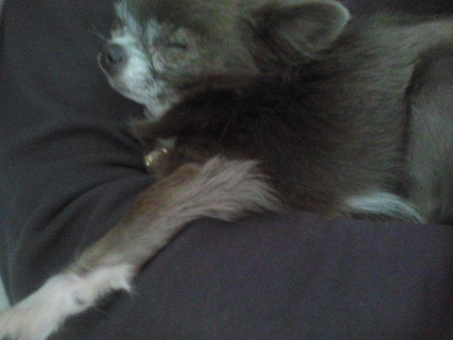 Chihuahua Shining Buster billede 16