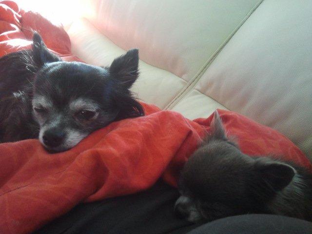 Chihuahua Tinkerbell De La Bella De Luna billede 13