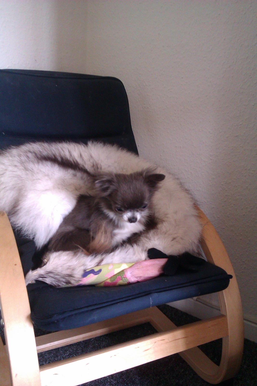 Chihuahua Shining Buster billede 3