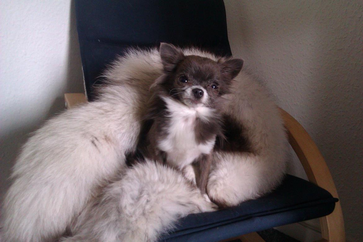 Chihuahua Shining Buster billede 1