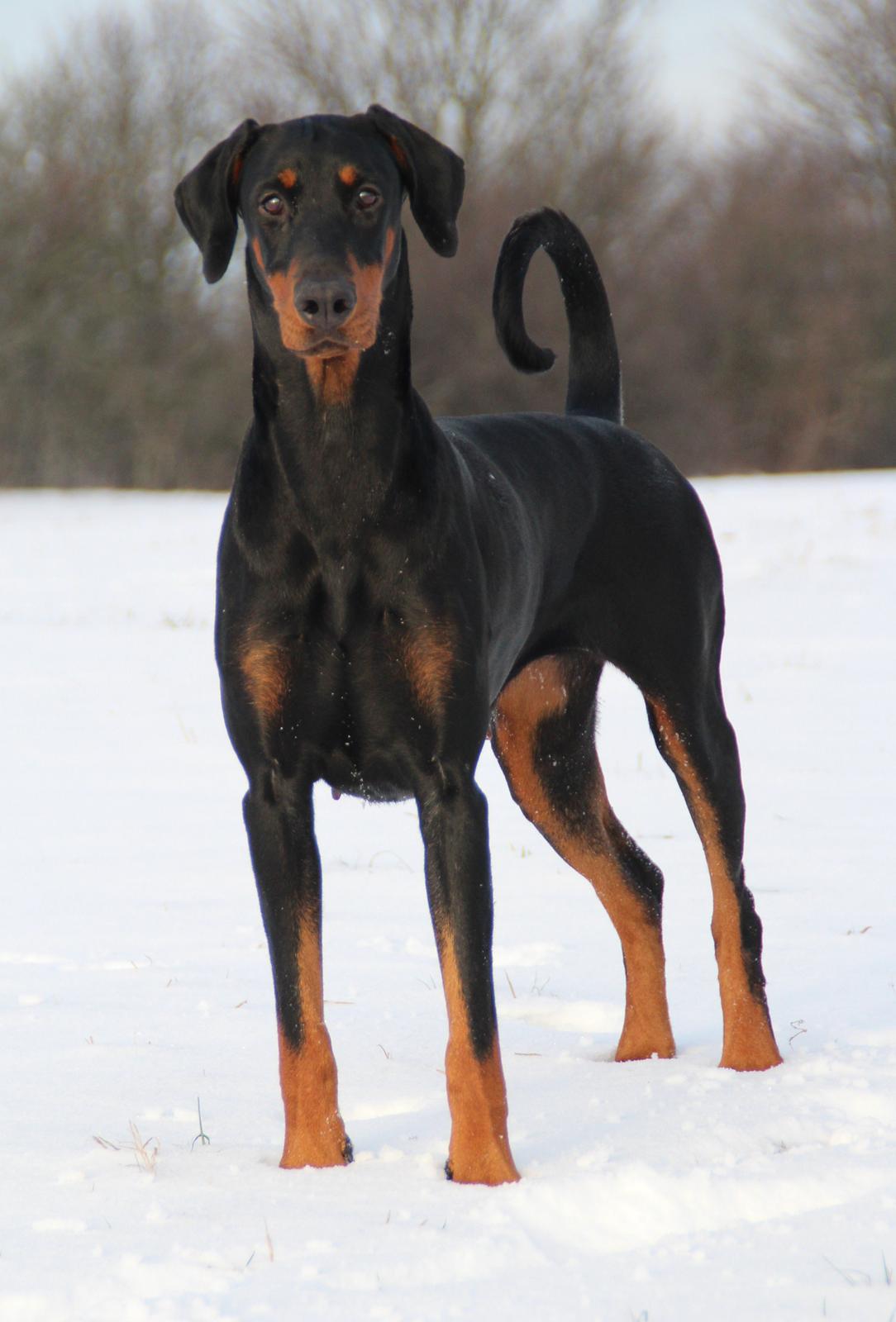 Dobermann Proud Danish Dream Of Mine billede 4