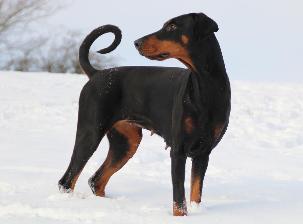 Dobermann Proud Danish Dream Of Mine billede 5