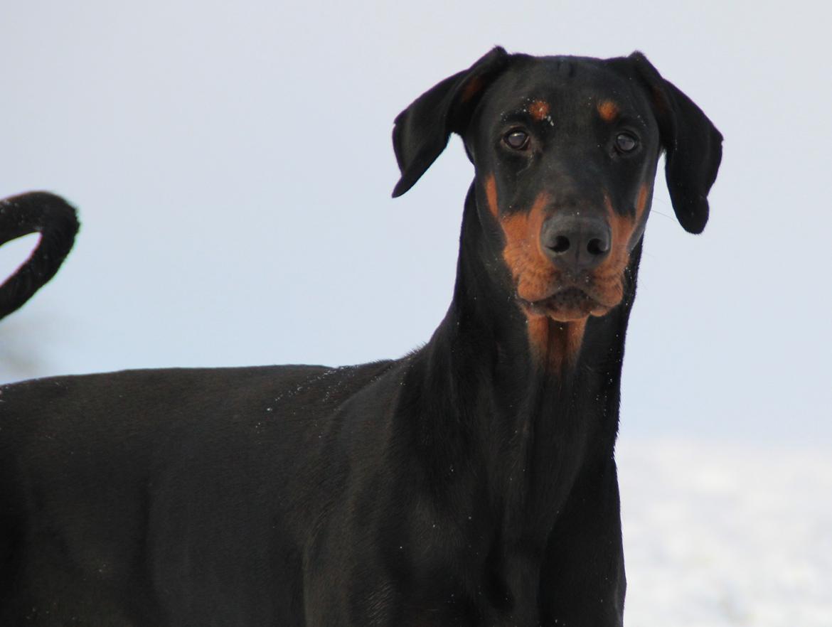 Dobermann Proud Danish Dream Of Mine billede 6