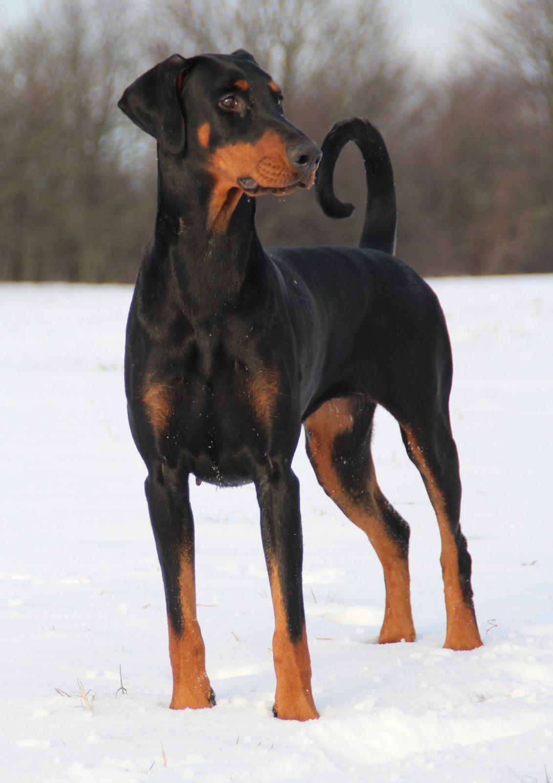 Dobermann Proud Danish Dream Of Mine billede 7