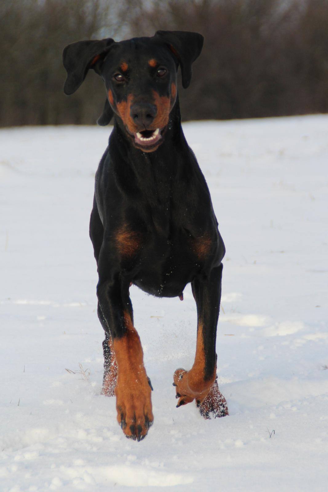 Dobermann Proud Danish Dream Of Mine billede 8