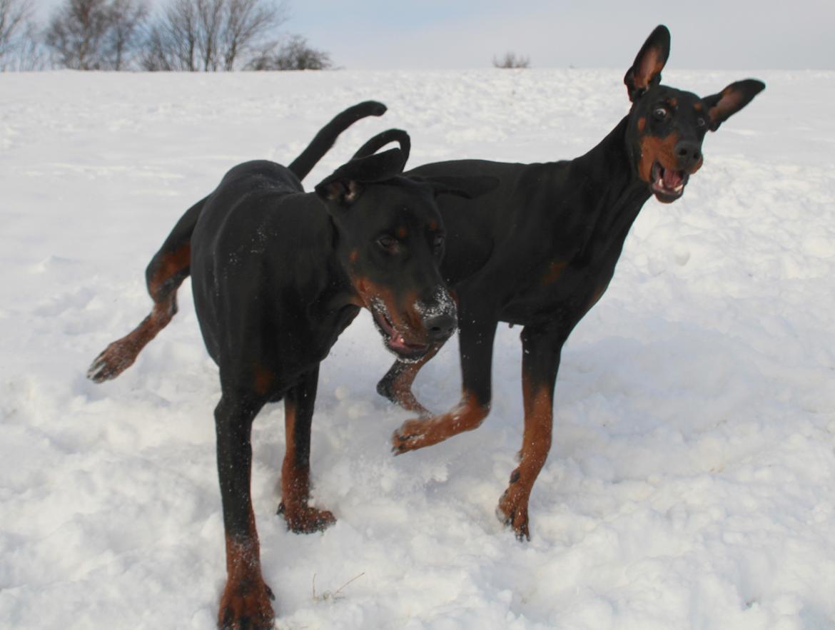 Dobermann Proud Danish Dream Of Mine billede 9