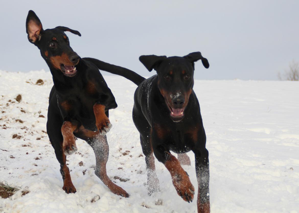 Dobermann Proud Danish Dream Of Mine billede 10