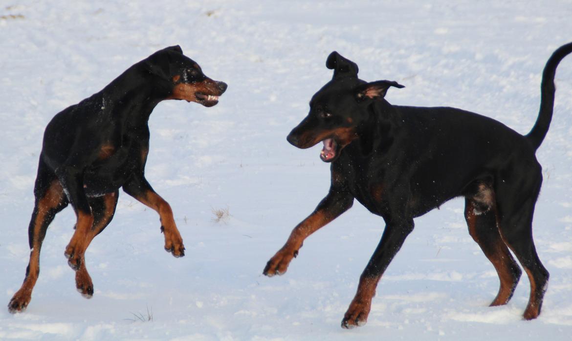 Dobermann Proud Danish Dream Of Mine billede 12