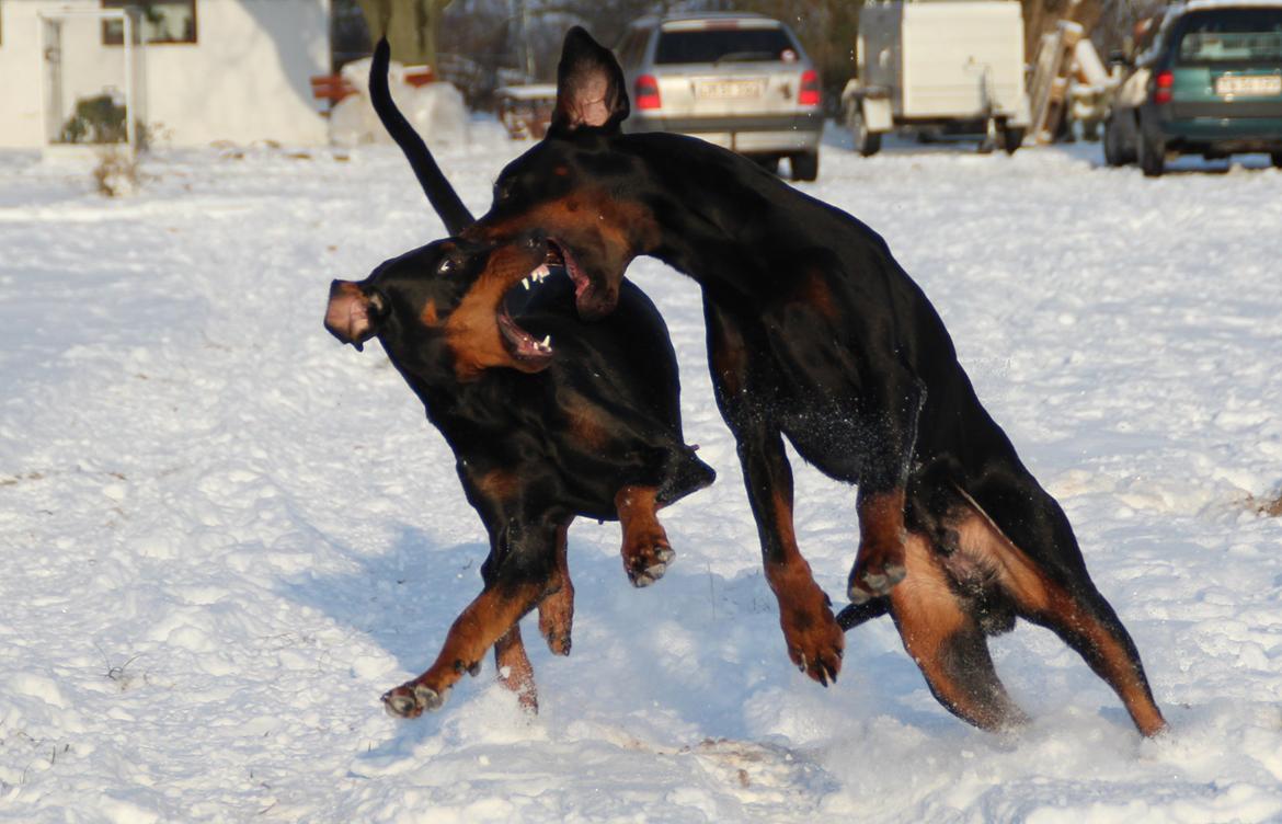 Dobermann Proud Danish Dream Of Mine billede 13