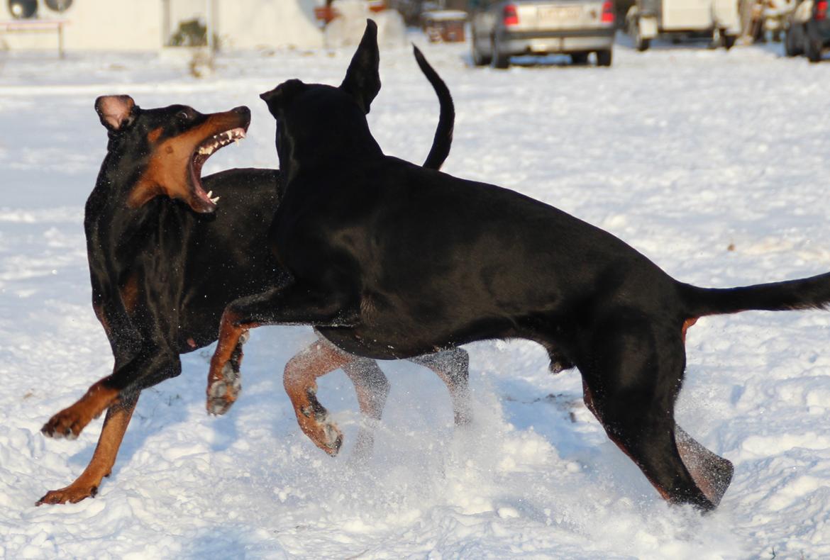 Dobermann Proud Danish Dream Of Mine billede 14