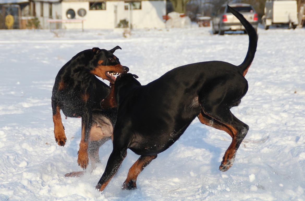 Dobermann Proud Danish Dream Of Mine billede 15