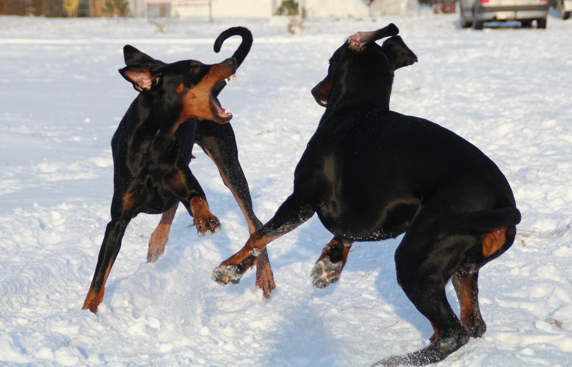 Dobermann Proud Danish Dream Of Mine billede 16