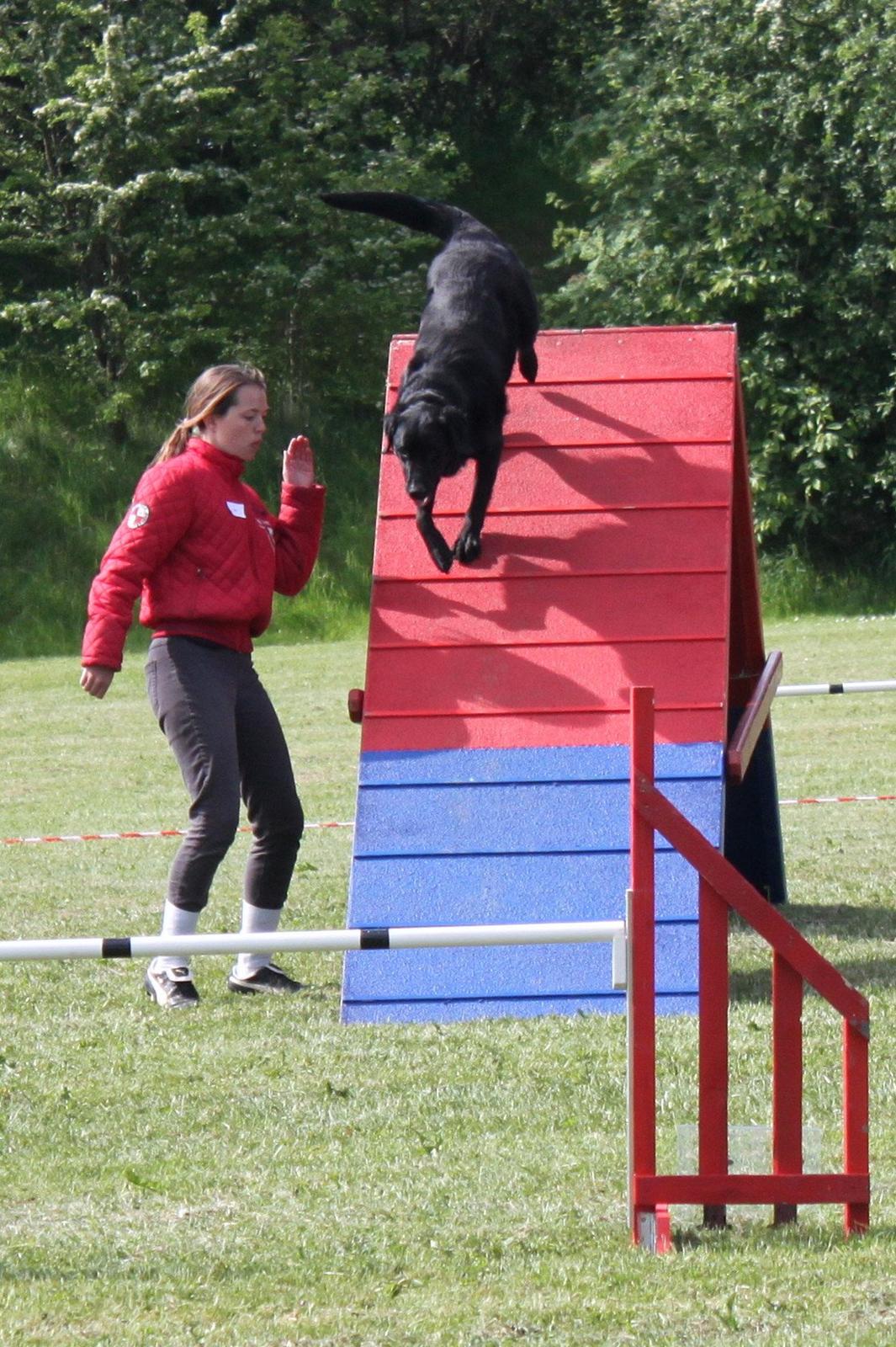 Blanding af racer Balto - Til kredskonkurrence i Fakse, vores første "rigtige" konkurrence. Han gjorde det rigtig fint :). billede 18