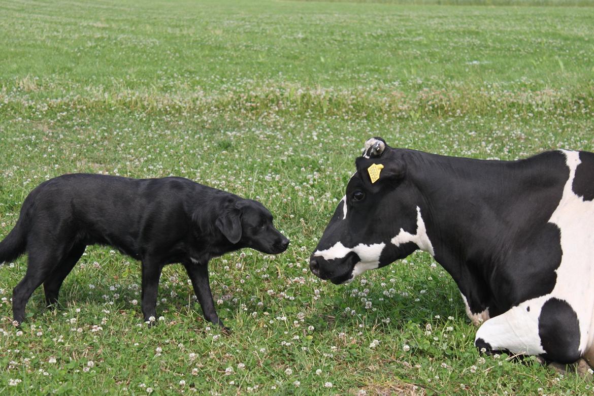 Blanding af racer Balto - Balto og koen Putte-Futte billede 19