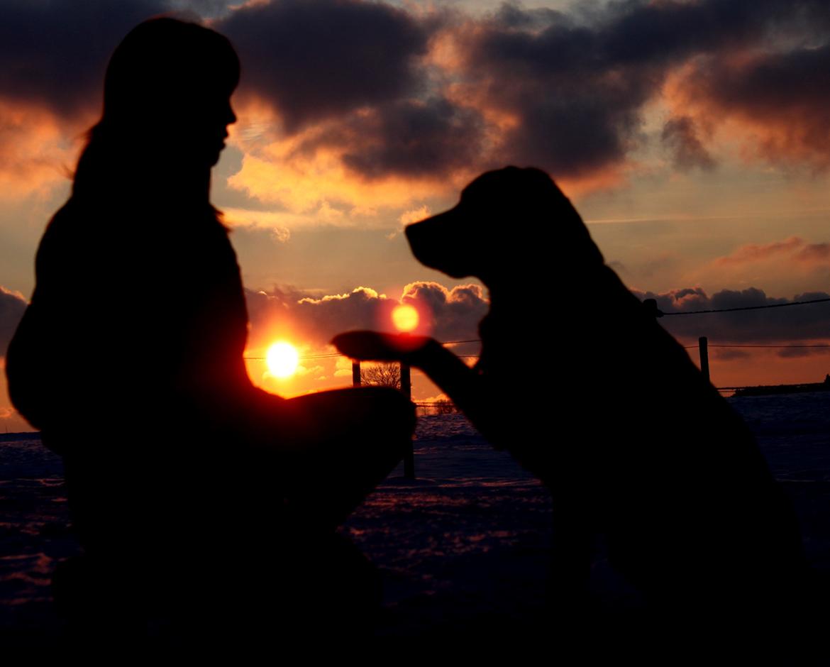 Blanding af racer Balto billede 21