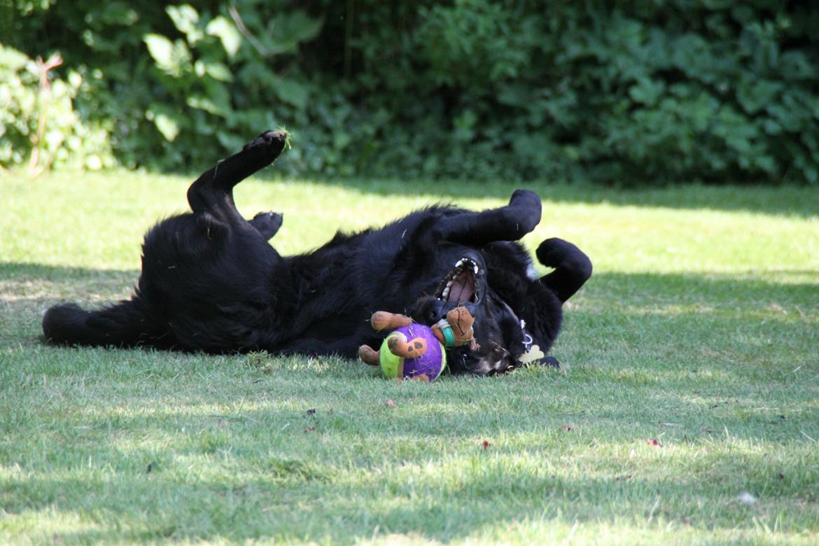 Blanding af racer Balto - Scooby Doo-bolden får klø.  billede 25