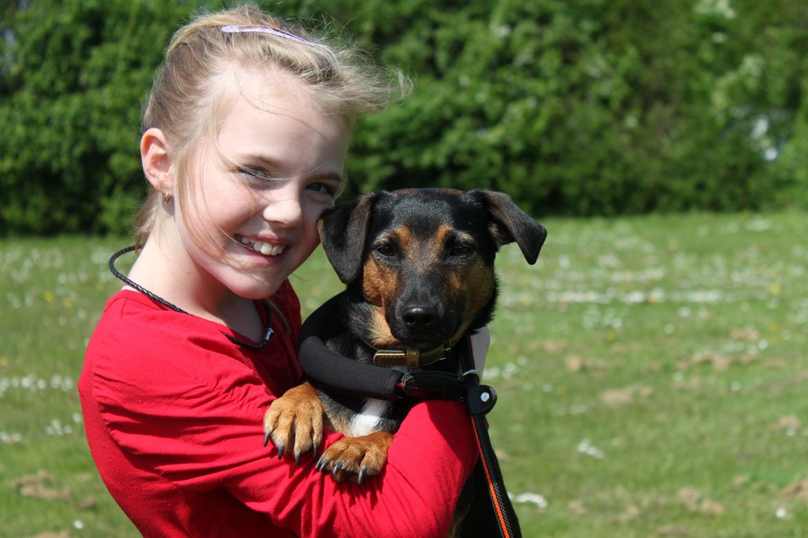 Jack russell terrier blanding Ingolf (Snold) - Signe og Ingolf på camping 2012 :). billede 19