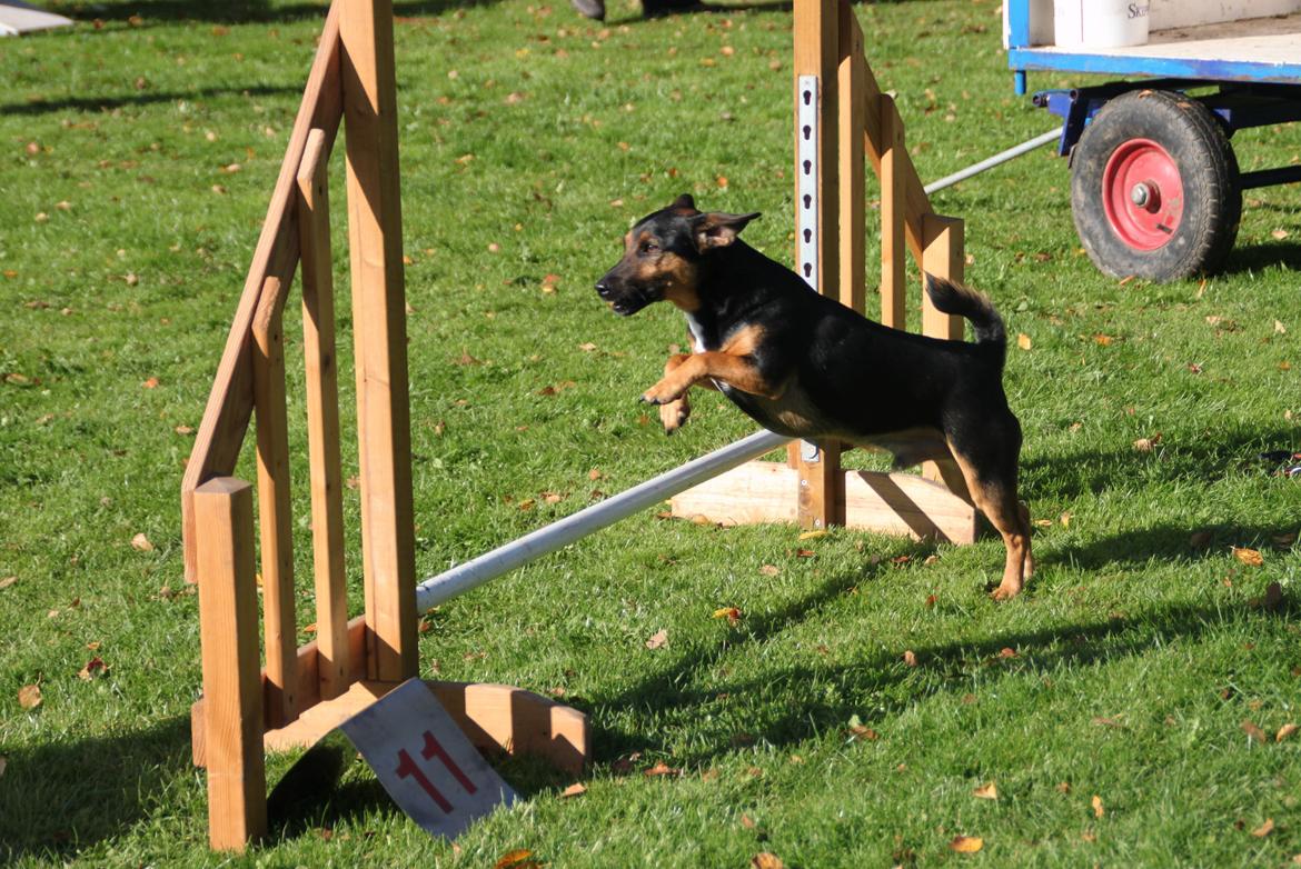 Jack russell terrier blanding Ingolf (Snold) - Til træning i DCH Fladså, efterår 2012 billede 43
