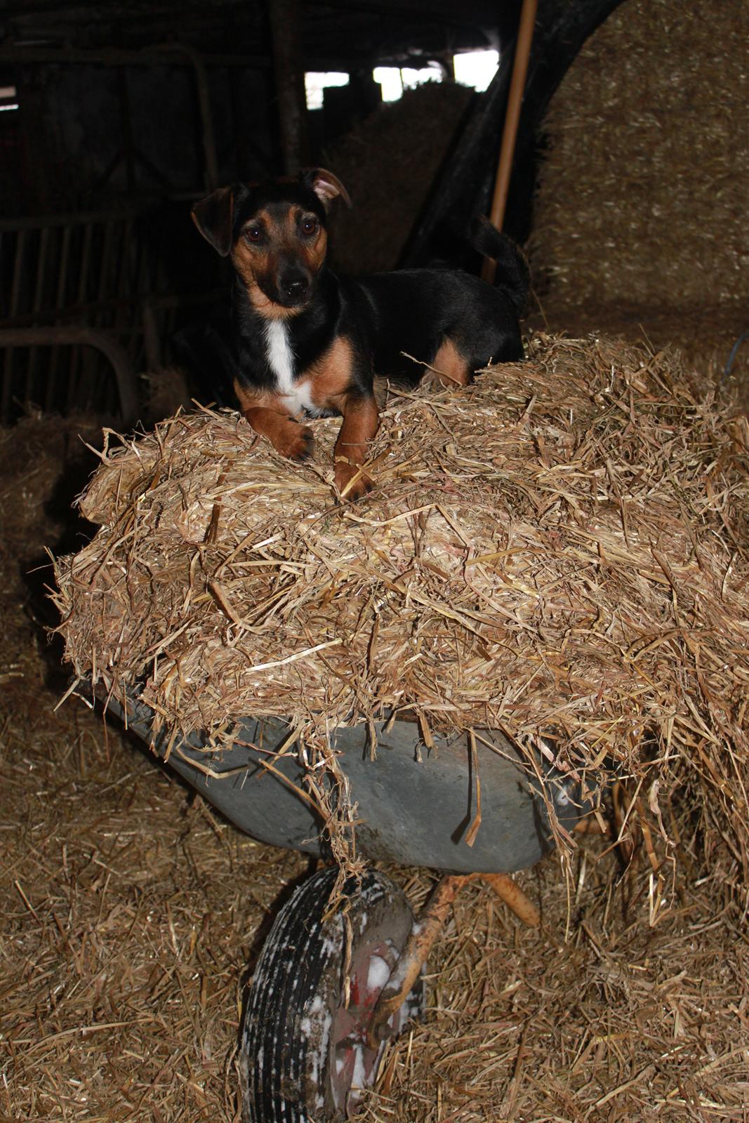 Jack russell terrier blanding Ingolf (Snold) - Ingolf - herskeren over trillebøren med halm! billede 20