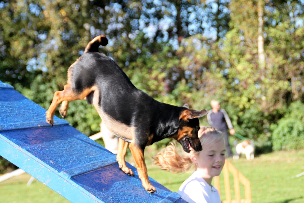Jack russell terrier blanding Ingolf (Snold) - A-brættet til træning. billede 41