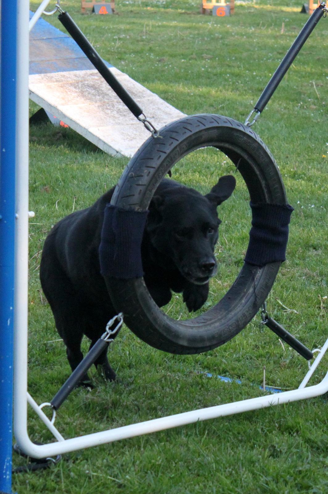 Labrador retriever Walder (Rest in Peace) - Dækket til træning. billede 20
