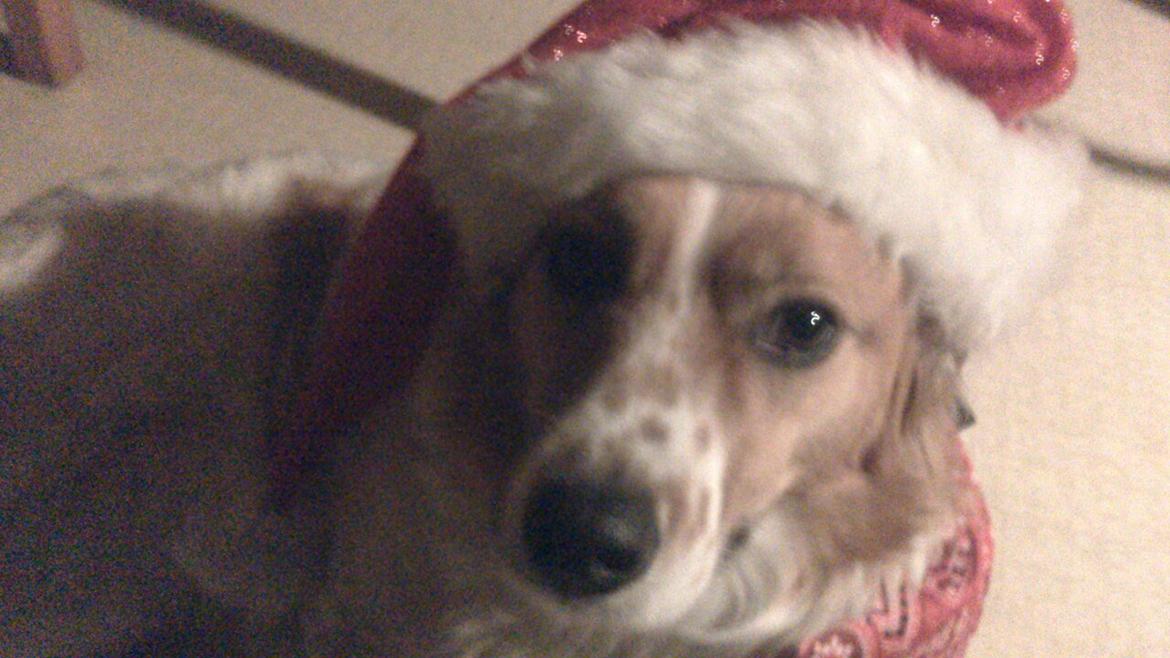 Breton bodil - bodil ønsker glædelig jul billede 11