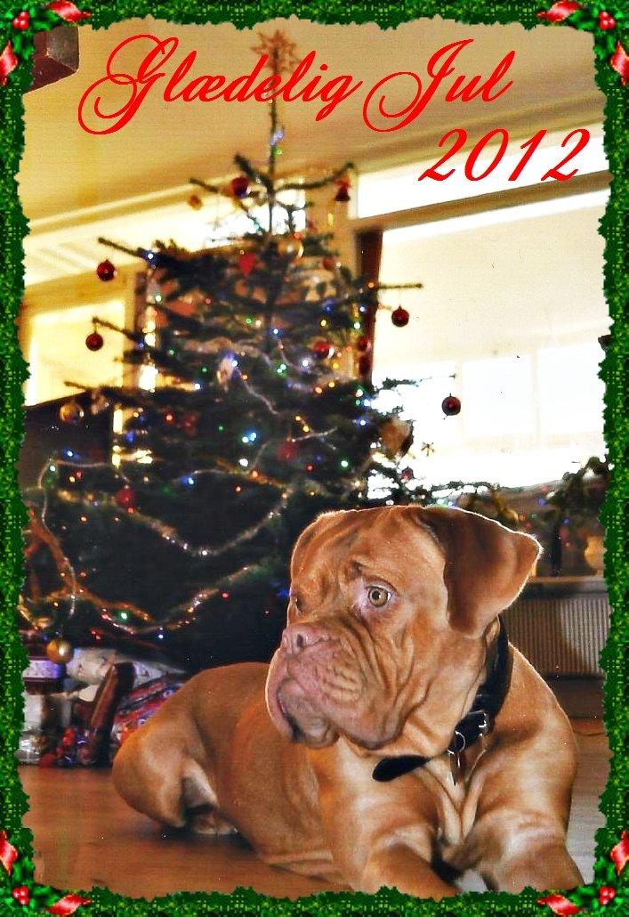 Dogue de bordeaux Emma (Tinke Grandis) - Glædelig jul fra Emma :) billede 3