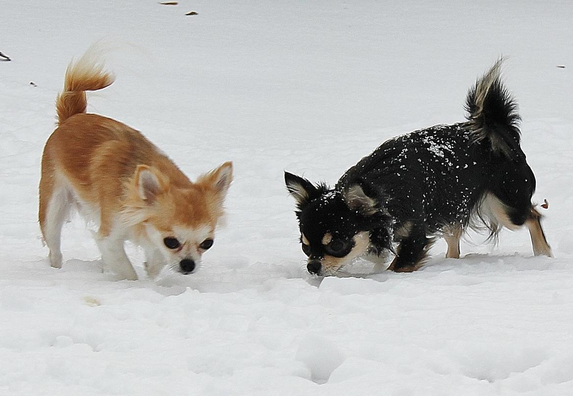 Chihuahua Bianca billede 12