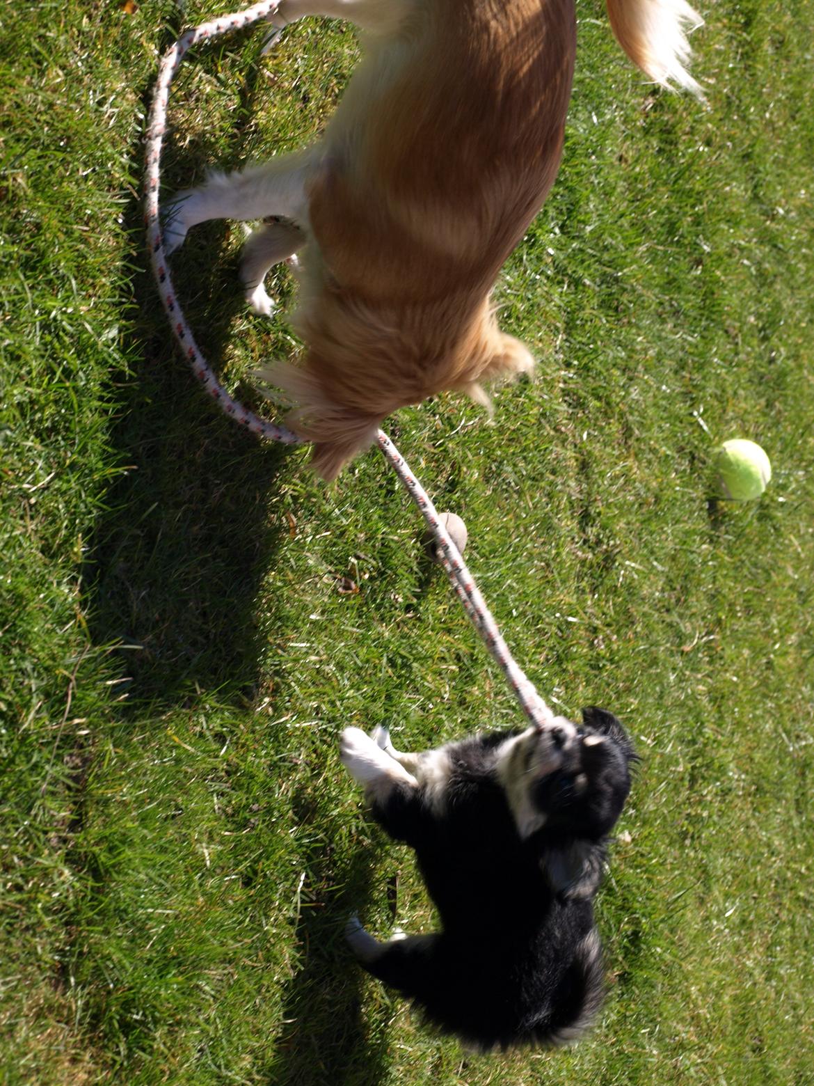 Chihuahua Bianca billede 14