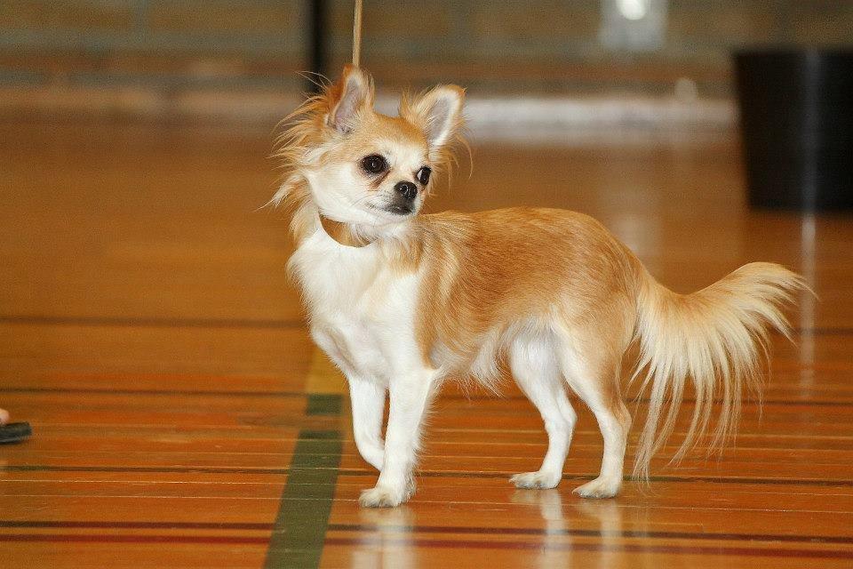 Chihuahua *Chihuanas hailie jade* (Fiona) billede 19