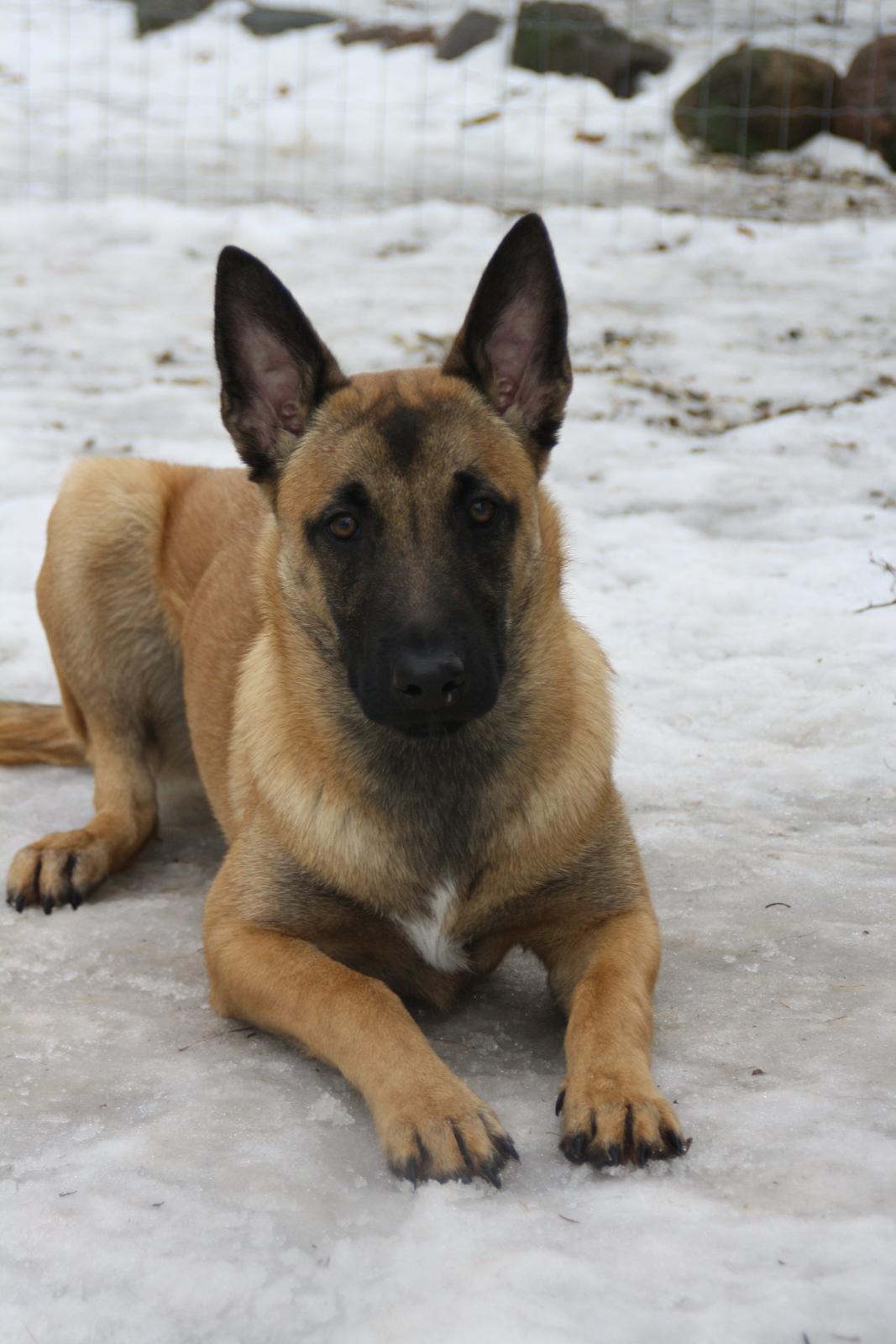 Malinois Chico von den belgischen Wölfen billede 6