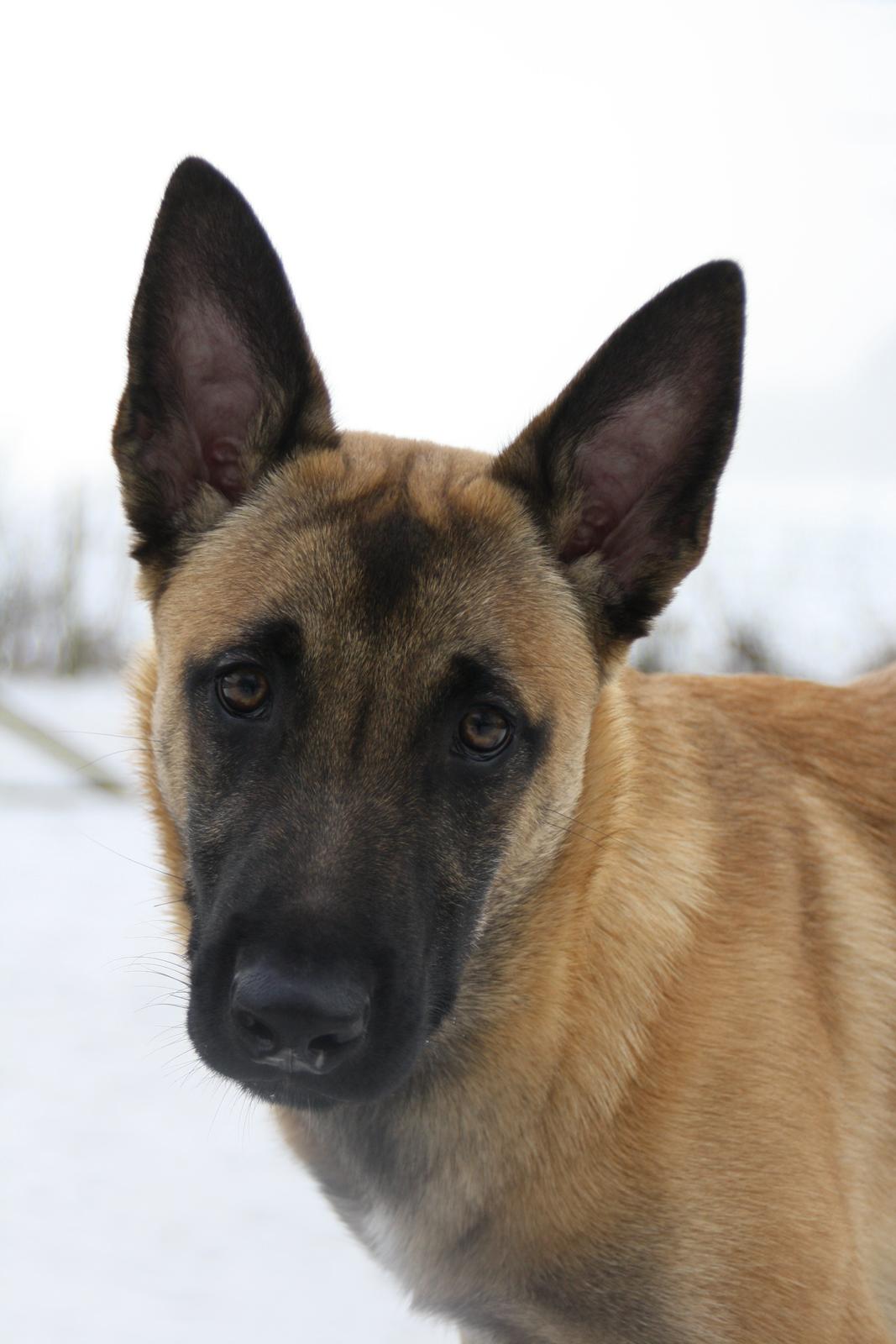 Malinois Chico von den belgischen Wölfen billede 7