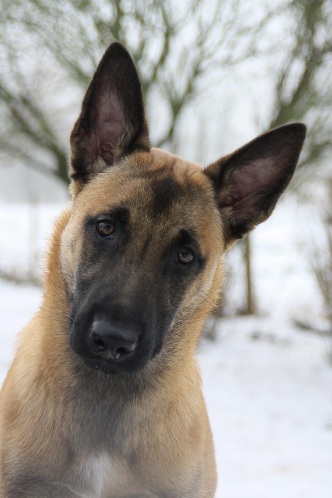 Malinois Chico von den belgischen Wölfen billede 8