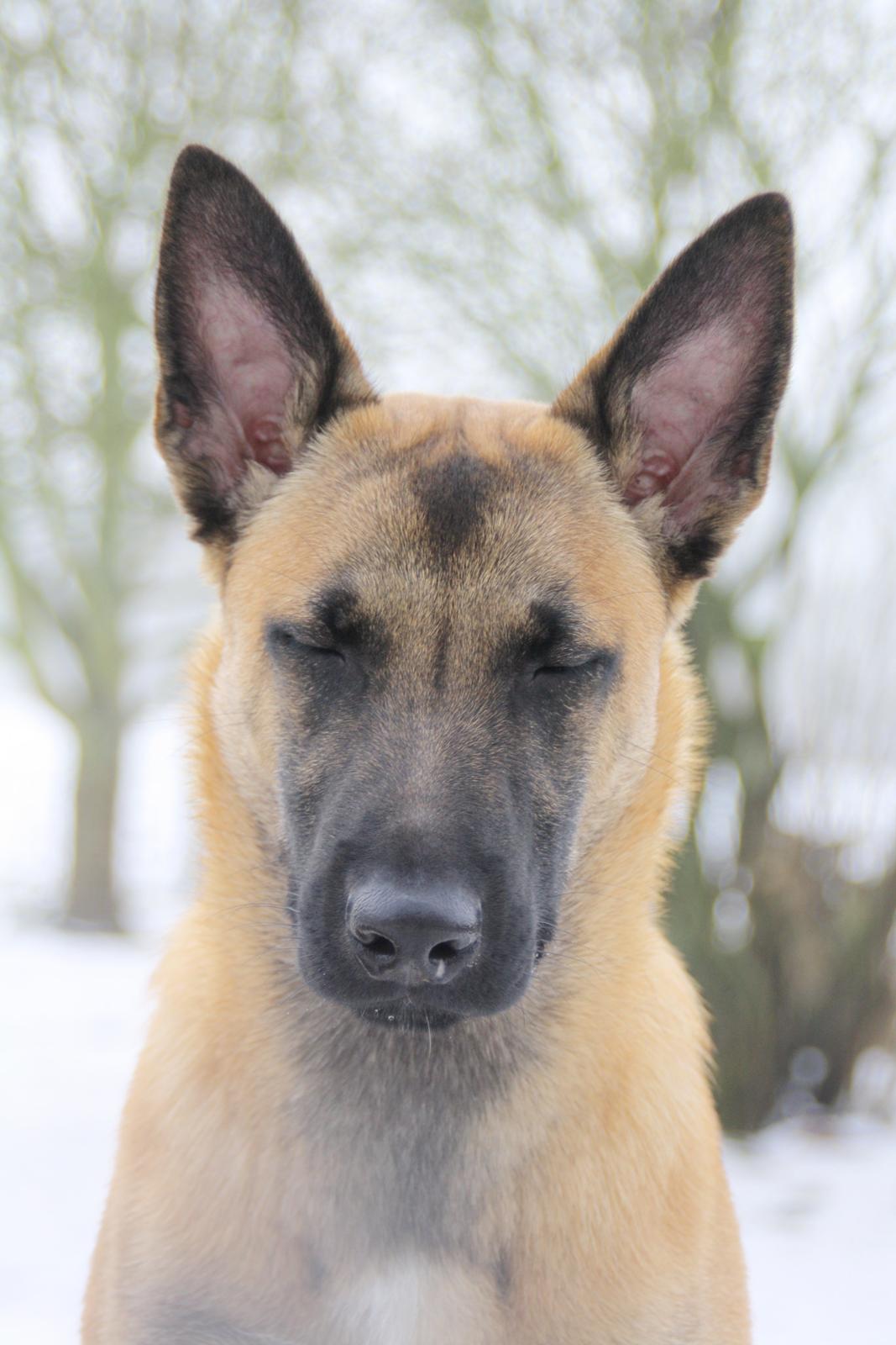 Malinois Chico von den belgischen Wölfen billede 9