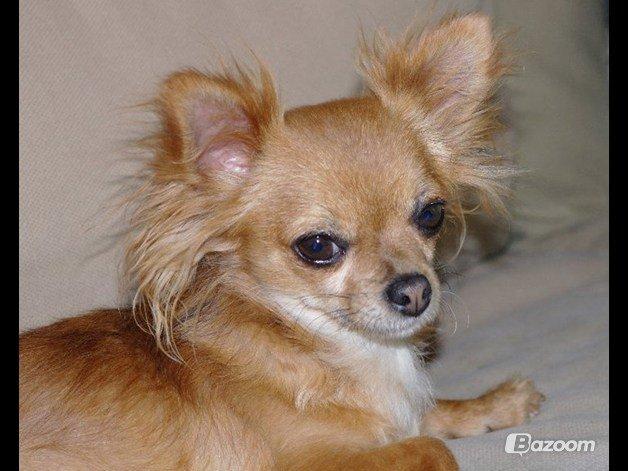 Chihuahua Lina billede 1