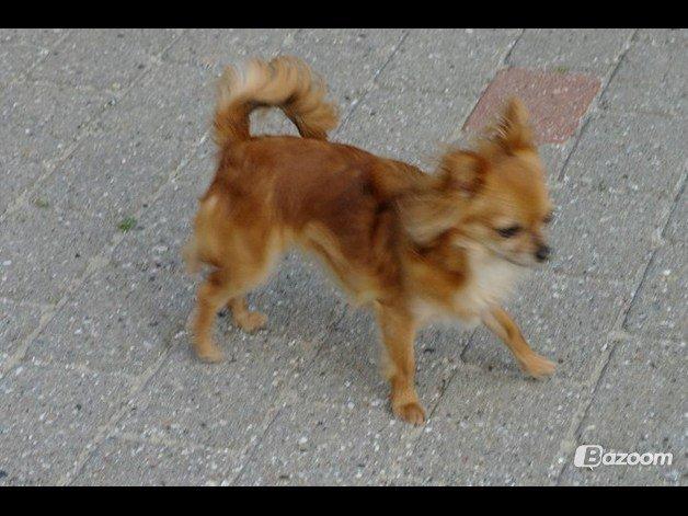 Chihuahua Lina billede 2