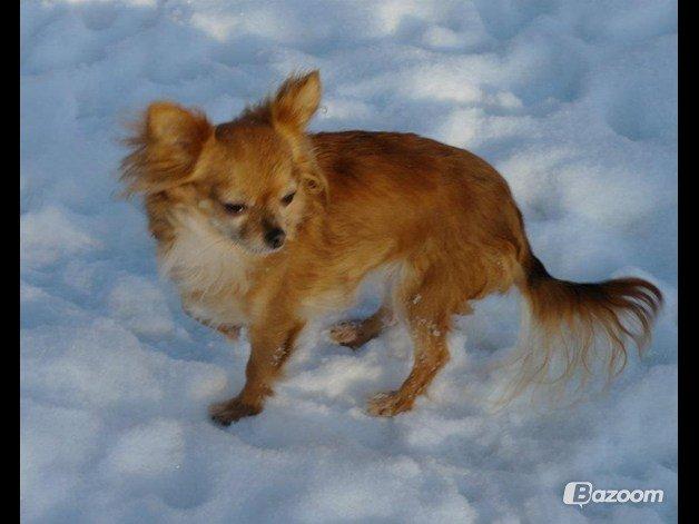 Chihuahua Lina billede 3