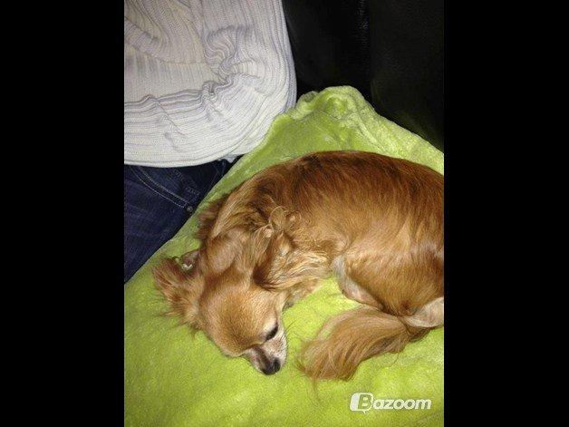 Chihuahua Lina billede 4