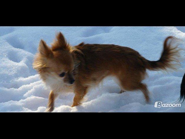 Chihuahua Lina billede 5