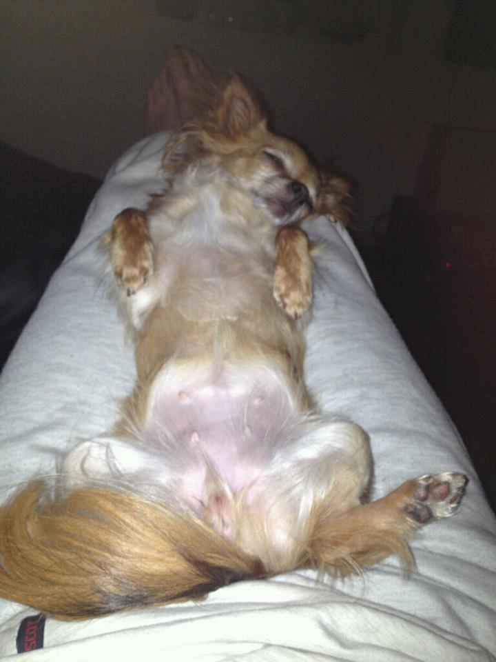 Chihuahua Lina - Puttehund :D billede 6