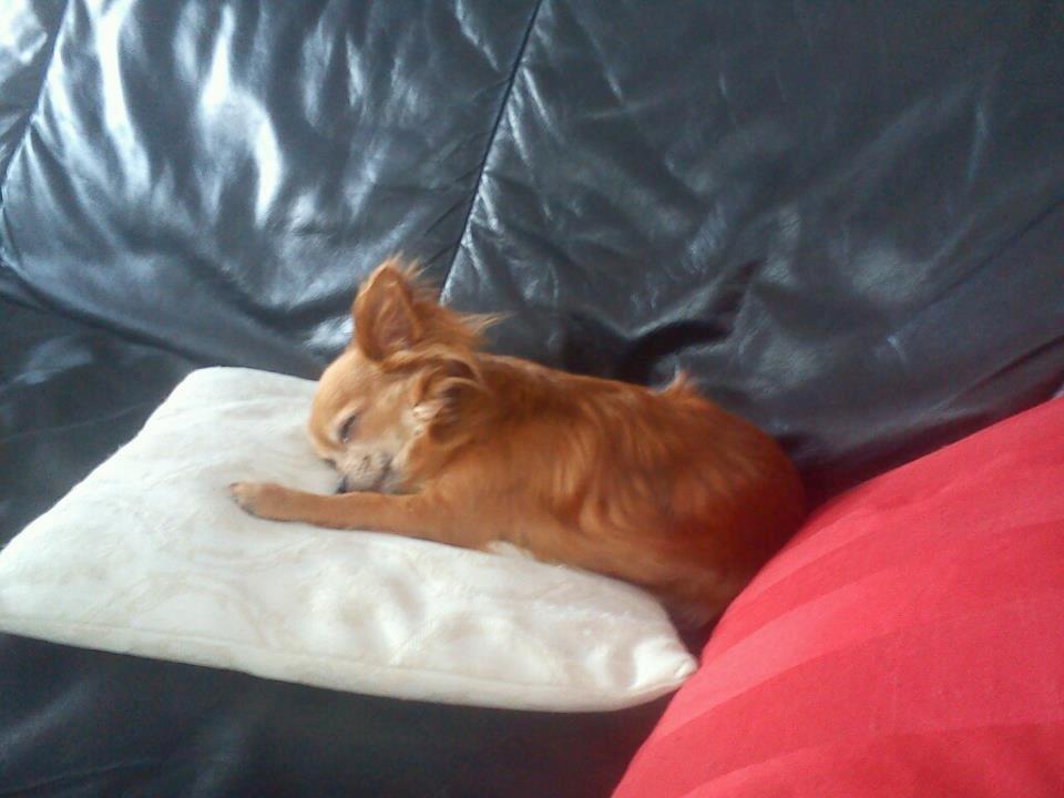 Chihuahua Lina billede 7