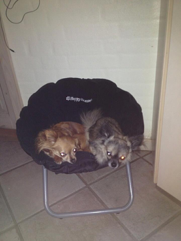 Chihuahua Lina billede 8