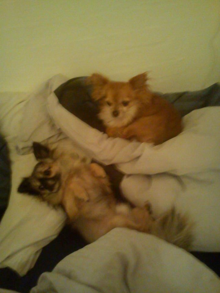 Chihuahua Lina - Lina og Loui putter :) billede 9