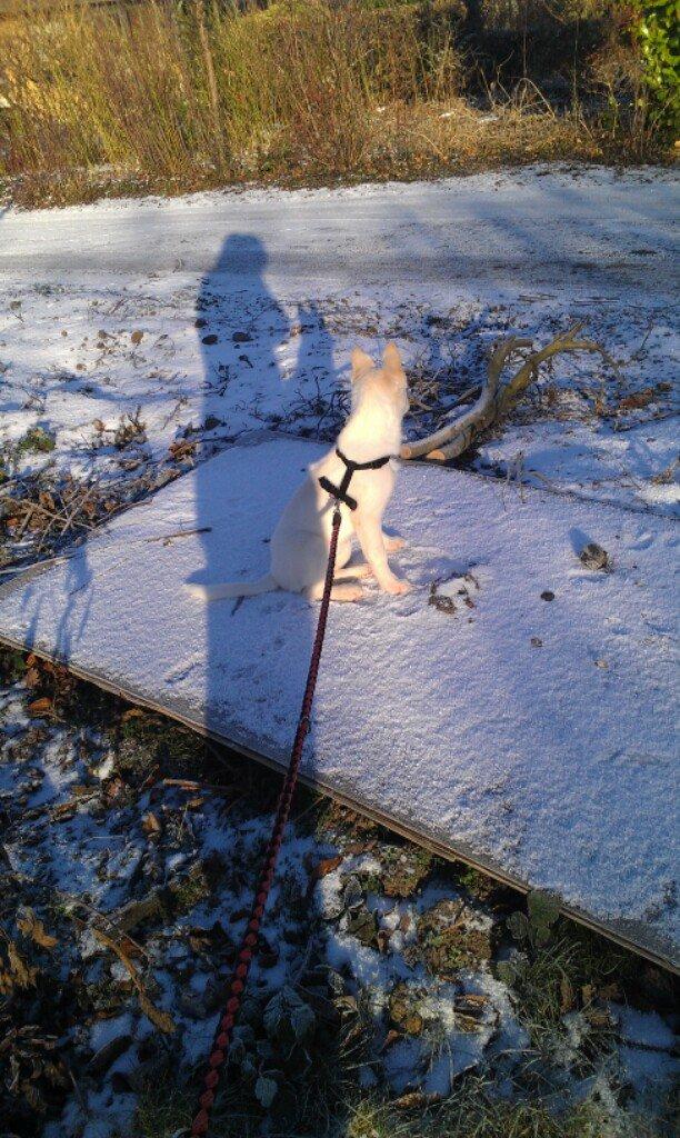 Blanding af racer Nischa billede 6