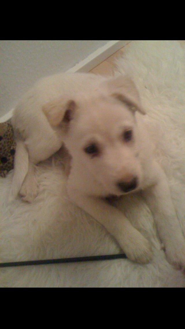 Blanding af racer Nischa billede 7