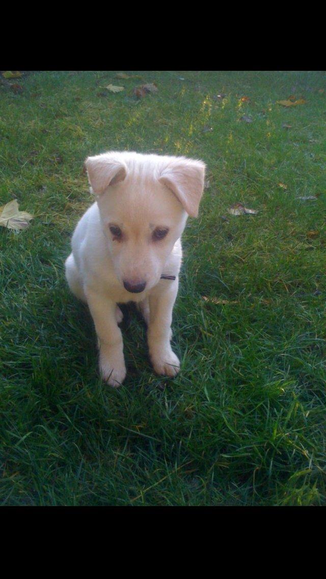 Blanding af racer Nischa billede 8